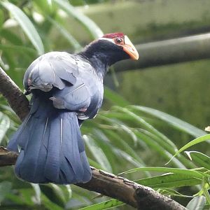 Violet Turaco - Zoo København - 26.05.25