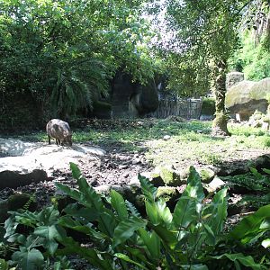Taiwan Wild Pig (Sus scrofa taivanus) enclosure