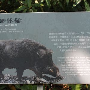 Taiwan Wild Pig (Sus scrofa taivanus) signage