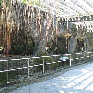 Swinhoe's Pheasant (Lophura swinhoii) aviaries