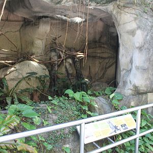 Collared Scops Owl (Otus lettia) aviary