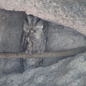 Collared Scops Owl (Otus lettia)