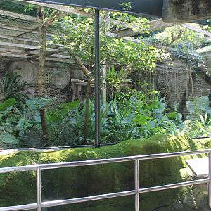 Clouded Leopard (Neofelis nebulosa) enclosure