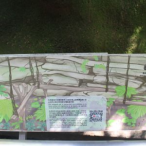 Leopard Cat (Prionailurus bengalensis) signage