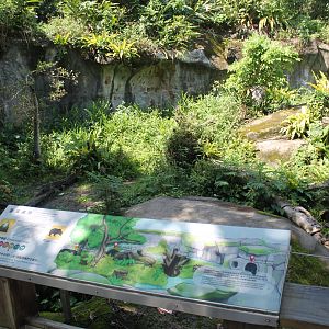 Asiatic Black Bear (Ursus thibetanus) enclosure