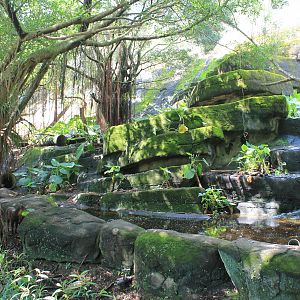 Taiwan Serow (Capricornis swinhoei) enclosure