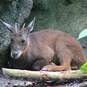 Taiwan Serow (Capricornis swinhoei)