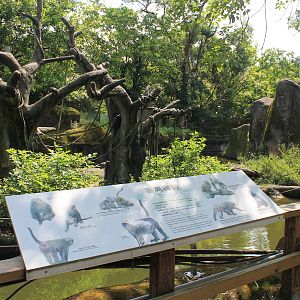 Taiwan Macaque (Macaca cyclopis) island