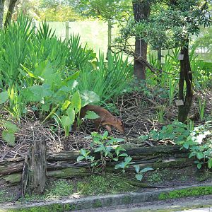 Reeves' Muntjac (Muntiacus reevesi micrurus)