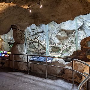 Chinese Pangolin (Manis pentadactyla) enclosure