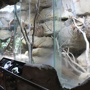 Chinese Pangolin (Manis pentadactyla) enclosure