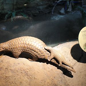 Model pangolins