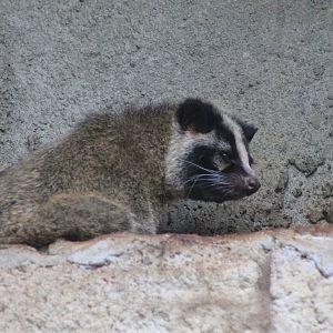 Masked Palm Civet (Paguma larvata taivana)