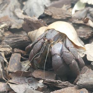 Giant Hermit Crab - Zoo København - 26.05.25