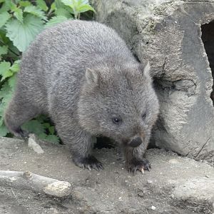 Wombat - Zoo København - 26.05.25