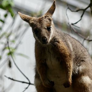 Yellow Footed Rock Wallaby - Zoo København - 26.05.25