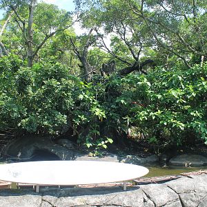 White-handed Gibbon (Hylobates lar) island