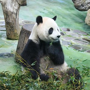 Giant Panda (Ailuropoda melanoleuca)