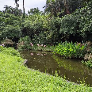 Greater Flamingos (Phoenicopterus roseus)