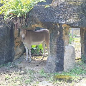 Somali Wild Ass (Equus africanus somaliensis)