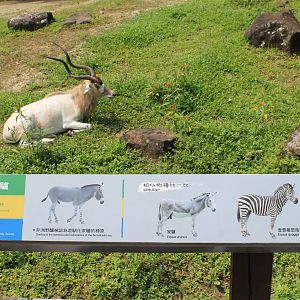 Addax with Somali Wild Ass signage