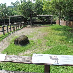 Bactrian Camel yard