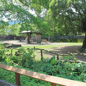 Eland (Taurotragus oryx) enclosure