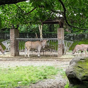 Eland (Taurotragus oryx) enclosure