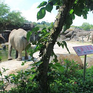African Elephant (Loxodonta africana)