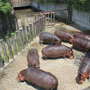 Common Hippopotamus (Hippopotamus amphibius)