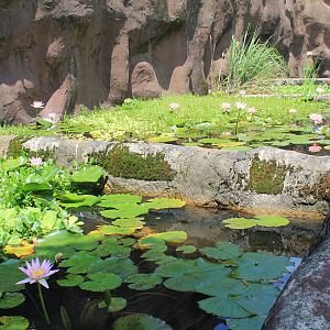 Pools by Pigmy Hippo enclosure
