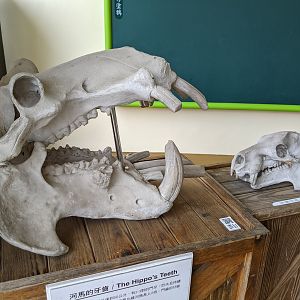 Common and Pigmy Hippo skulls