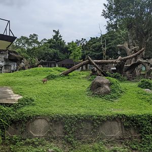 Western Lowland Gorilla (Gorilla gorilla) enclosure