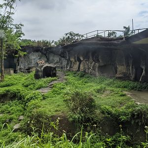 Patas Monkey (Erythrocebus patas) enclosure
