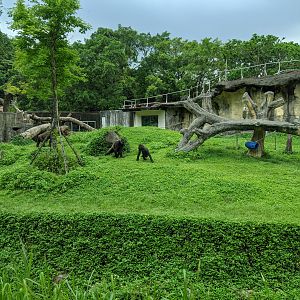 Western Lowland Gorilla (Gorilla gorilla) enclosure