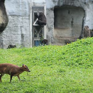 Reeves' Muntjac in the Gorilla enclosure