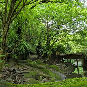 Small-clawed Otter (Aonyx cinereus) enclosure