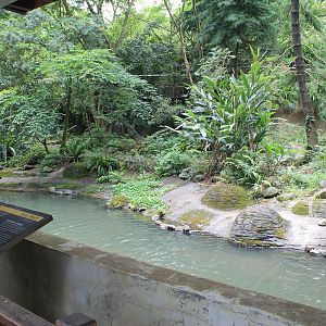 Grey Wolf (Canis lupus)  enclosure