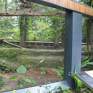 Puma (Puma concolor) cage