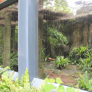 Eurasian Lynx (Lynx lynx) cage