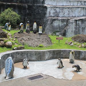 Penguin statues