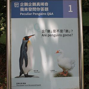 Penguin signage