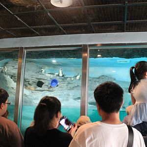 African Penguin (Spheniscus demersus) enclosure