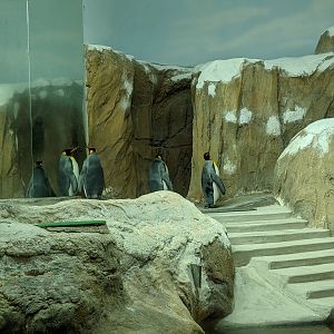 King Penguins (Aptenodytes patagonicus)