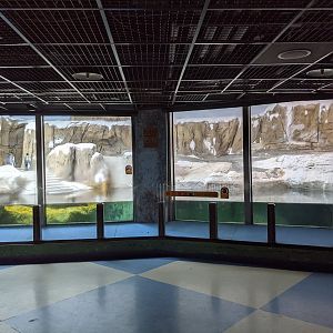 King Penguin (Aptenodytes patagonicus) enclosure