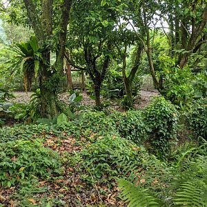 Emu (Dromaius novaehollandiae) enclosure