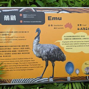 Emu (Dromaius novaehollandiae) signage