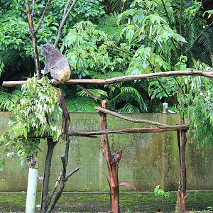 Koala (Phascolarctos cinereus)