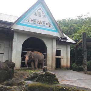 Asian Elephants (Elephas maximus)