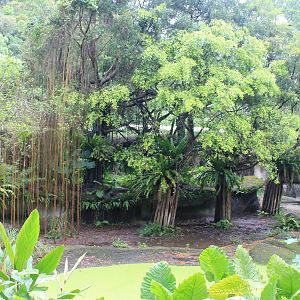 Malayan Tapir (Tapirus indicus) enclosure